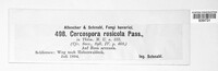 Rosisphaerella rosicola image